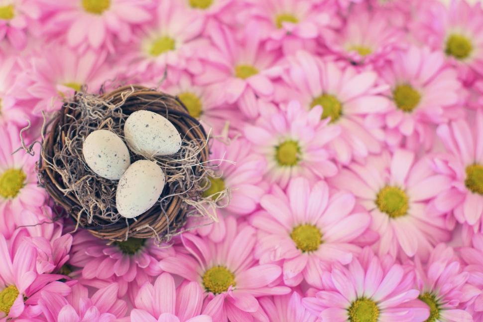 Free Image of Bird\'s nest and pink flowers  